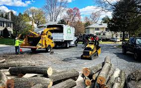 How Our Tree Care Process Works  in  Raleigh, NC