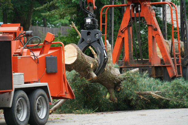 Raleigh, NC  Tree Services Company